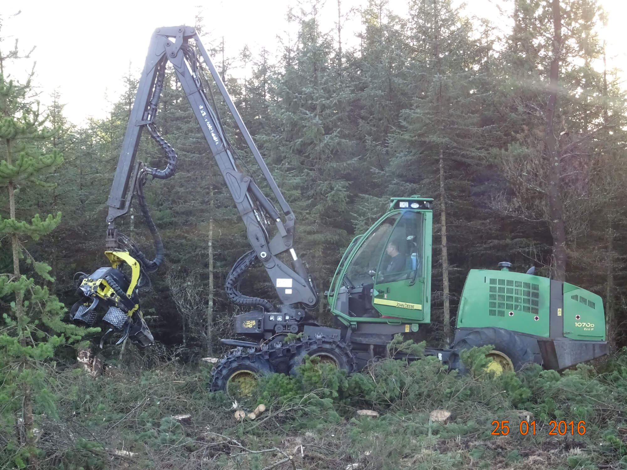 Tree Clearance 